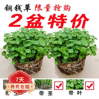若绿 铜钱草盆栽套餐 室内盆栽植物 土培 水培花卉绿植 铜钱草二盆(原土带叶）