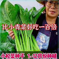 正宗小菘菜种子小松菜籽四季耐热速生耐寒青梗菜阳台青松菜小青菜