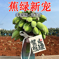 百亿补贴：万峰村庄 广西苹果蕉整串8斤办公室水培新鲜绿植(高档防震箱)