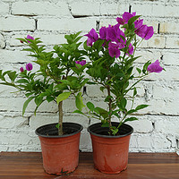 云南紫三角梅安格斯带花大苗盆栽老桩花卉植物鲜花大紫色阳台庭院