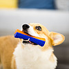 GiGwi 贵为 幼犬狗狗橡胶玩具叫叫棒耐咬发声耐磨耐咬柯基比熊泰迪