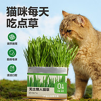 网易天成 猫用无土懒人猫草 单包