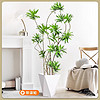 lladro 雅致 老桩造型轻奢好养室内大型真花绿植 百合竹1.3-1.5m+白色菱形盆