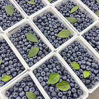 特大果 藍莓 125g*12盒 單果15-18mm