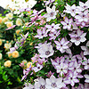 88VIP：海蒂的花园 旗舰店铁线莲花卉盆栽苗乌托邦银币爬藤植物阳台庭院