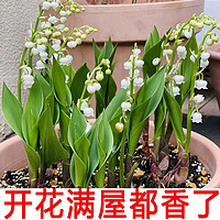 88VIP：DWD 德沃多肥料 铃兰花盆栽带花苞绿植植物种球子室内鲜花玲兰卉