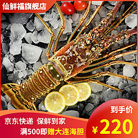 仙鲜福鲜活冷冻古巴大龙虾 2-8斤超大花龙虾澳龙大龙虾 年货海鲜礼盒