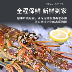 仙鲜福 鲜活冷冻 大龙虾