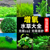 88VIP：临雅 增氧水草植物造氧净化水质鱼缸水草植物真草造景套餐