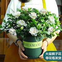 小冤家 栀子花盆栽室内水培养殖易好养活花卉花苞绿植观赏绿植栀子花老桩