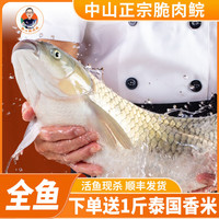微心中山脆肉鲩鱼吊水脆皖鱼活鱼去骨去刺新鲜分切鱼片生鲜冷冻 整条12斤 (处理后不少于9.5斤) 简单分切(去骨剃刺,组合包装)