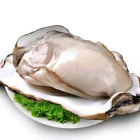 苏卓煌 生蚝鲜活带壳海蛎子特大原味海鲜即食生吃刺身礼盒装新鲜生蚝肉 10斤 中号【100克左右/只】
