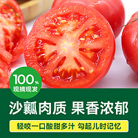 88VIP：GREER 绿行者 桃太郎番茄生吃西红柿新鲜自然熟2.5kg