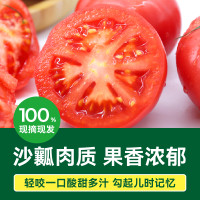 GREER 绿行者 桃太郎番茄生吃西红柿新鲜自然熟2.5kg