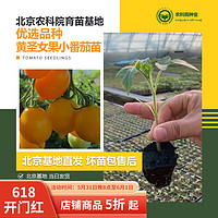 BARSI 京农研 农科院黄色小番茄苗 6棵