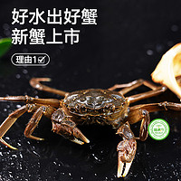 兴化鲜活大闸蟹10只特大【2.8-3.1两】螃蟹端午礼盒