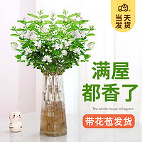 KaiShiguo Plants 开时果 水培植物盆栽水养花卉 金枝玉叶四季开花绿植盆景源头直发包邮 1盆/5-8棵-单发植物