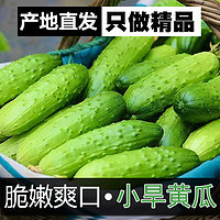 旱黄瓜新鲜小青瓜5斤单根130g起蔬菜黄瓜带刺脆皮荷兰水果小黄瓜