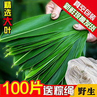 粽子叶新鲜大粽叶包粽子专用野生天然家用真空袋装粽叶子箬叶批发