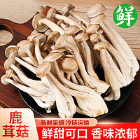 生鲜慕云南新鲜鹿茸菇菌菇食用蘑菇火锅搭配煲汤食材1000g 源头直发