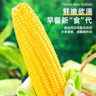 现摘云南金银水果玉米新鲜爆浆甜玉米生吃玉米棒子苞谷糯9斤