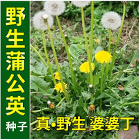 QIANTE 千特 蒲公英种子食用野菜婆婆丁种子药用种子四季播种多年生种植种籽 蒲公英半斤