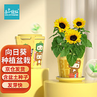 Bloom Life 匠心绽放 IAM City Farmer向日葵种子 迷你盆栽 儿童种植花卉盆栽套装室内种植61儿童节礼物