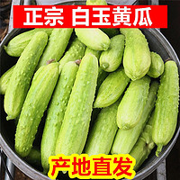 百亿补贴：正宗海阳白玉黄瓜新鲜蔬菜水果生吃农家3/5斤山东现摘青瓜小黄瓜