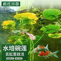 瘋狂水草碗蓮種子水培碗蓮睡蓮四季魚缸造景水蓮花水草種子植物可直接入缸