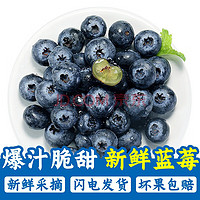鲜木 国产新鲜特级品质蓝莓大果