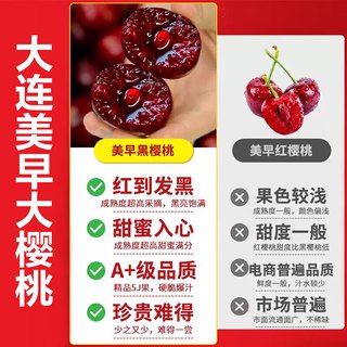 句可樱桃车厘子水果 国产美早大樱桃 新鲜时令水果生鲜整箱 精选美早大樱桃 5斤装 J级26MM-28MM 净重4.5斤