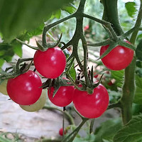 88VIP：天猫超市 小番茄2斤3斤5斤圣女果西红柿小柿子樱桃当季特产水果蔬菜整箱