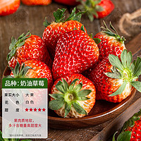 花翁 奶油草莓苗盆栽带盆带土阳台露天种植 奶油草莓苗+加仑盆 1盆