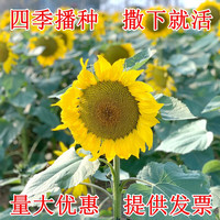 慎思苑 重瓣太阳花种子格桑花籽种四季开花易活花卉田园室外野花组合种孑 向日葵种子500克