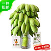 chunrui 春瑞 禁止蕉虑小米蕉 香蕉 4斤 ~6斤