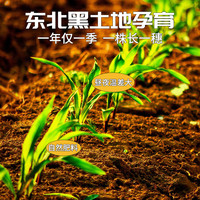 坤予富硒精致糯玉米棒8棒一箱玉米粘苞米真空五谷杂粮早餐 1件装