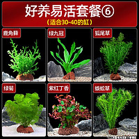crazy aquatic plants/瘋狂水草 瘋狂水草（FKSC）魚缸水草活體植物魚缸造景懶人