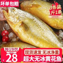 馋鱼往事 新鲜大黄花鱼1500g3条装活鱼速冻 冷冻大黄鱼深海鱼生鲜海鲜鱼类 1斤1条 3条装