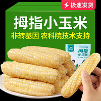 蕭鮮生 西雙版納拇指玉米 凈重2.5斤