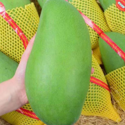 特级果青皮金煌芒果王单果500g1000g拍2件合发一箱9斤