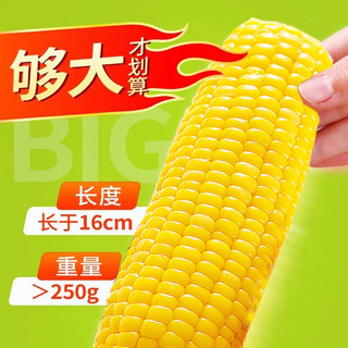 丝农优品水果玉米开袋即食免煮新鲜真空袋装甜嫩玉米低脂速食粗粮代餐主食 精选水果甜玉米(2500g/箱)10支