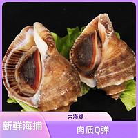 SOXW海螺鲜活新鲜特产海捕海鲜水产贝类海螺大海螺 臻品大海螺 1.5kg 大 号