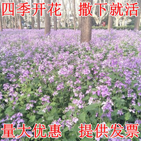 慎思苑 重瓣太阳花种子格桑花籽种四季开花易活花卉田园室外野花组合种孑 二月兰种子500克