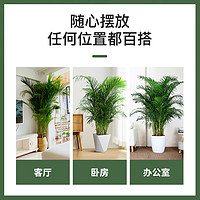 散尾葵植物盆栽客厅大型绿植室内落地办公室好养凤尾竹天堂鸟植物