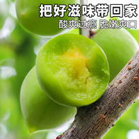 云南青梅鲜果10斤整箱泡酒水果当季新鲜现摘高山梅子胭脂