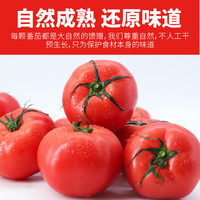 【哪咤豆豆】普罗旺斯沙瓤西红柿新鲜水果自然熟番茄老品种柿子
