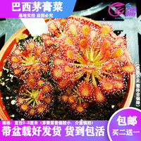 基地直销【多种茅膏菜】食虫植物猪笼草捕蝇草驱蚊草多肉绿植盆栽