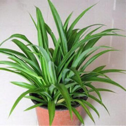 花悠花 仟草集吊兰绿植盆栽室内盆栽花卉绿植物花卉青叶吊兰整盆苗3-5棵