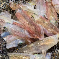 青梢小管鱿鱼冷冻鲜活海兔子弹管笔管鱼海鲜水产小管鱿 精选小管鱿鱼 4斤装 1盒一斤 20-25只