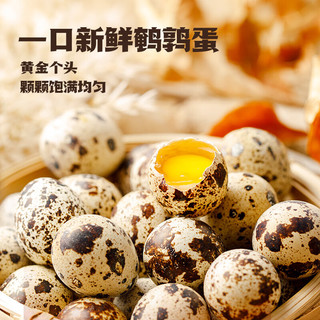 王小卤鹌鹑蛋 香辣味50g*5袋 卤蛋 办公室休闲零食熟食独立包装开袋即食 香辣味 250g
